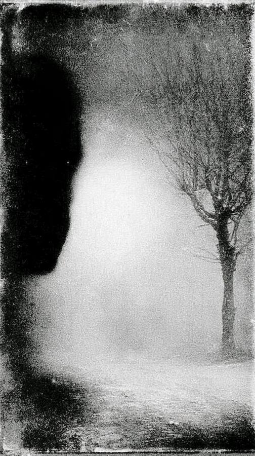 Un arbre nu dans la brume, le bord de la photo noirci