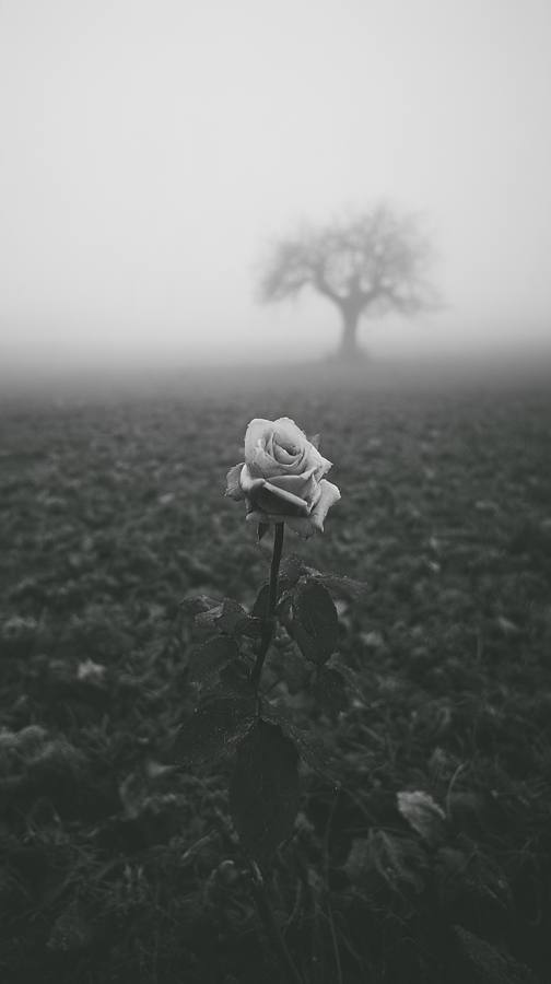 Une rose seule dans un champ, un arbre dans la brume